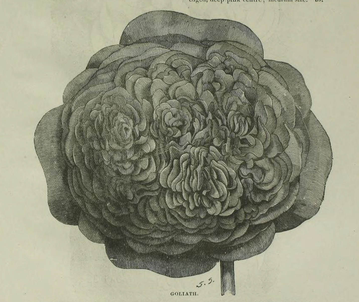 B. ‘Goliath’